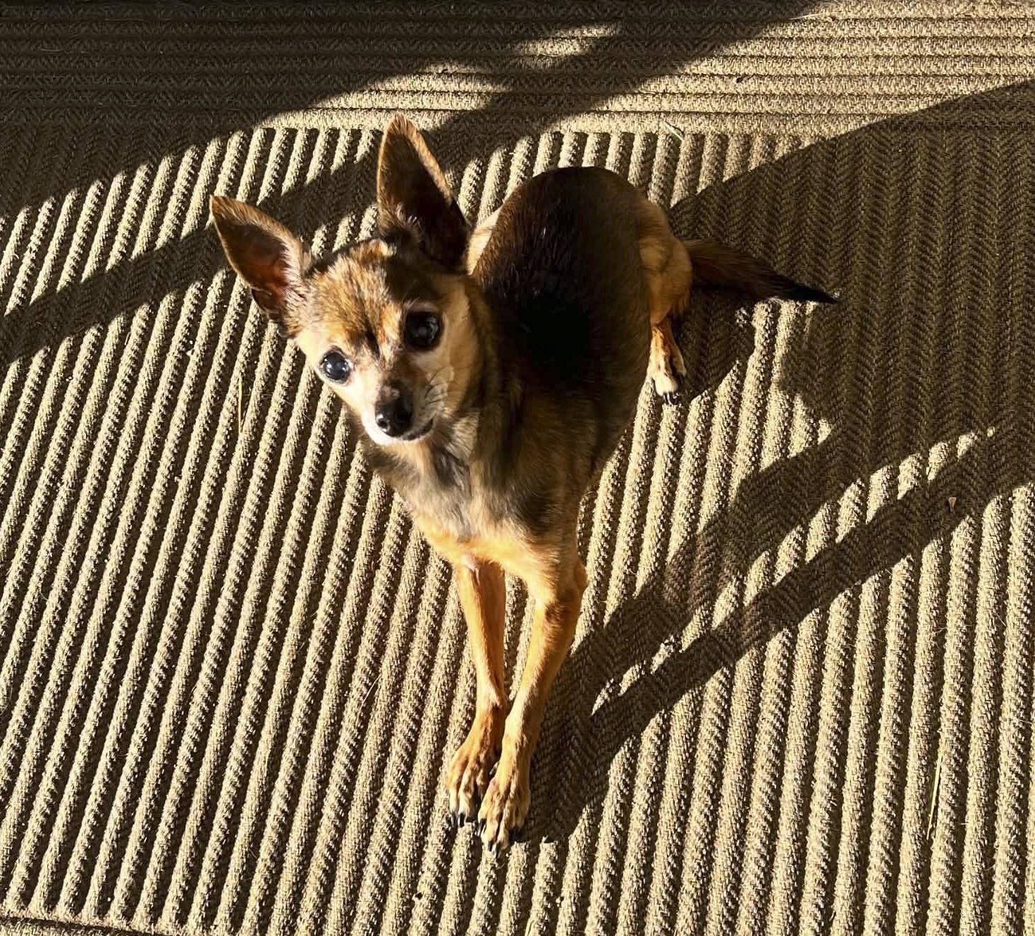Ella Belle, a ADOPTABLE Chihuahua in Apple Valley, CA image 4/4