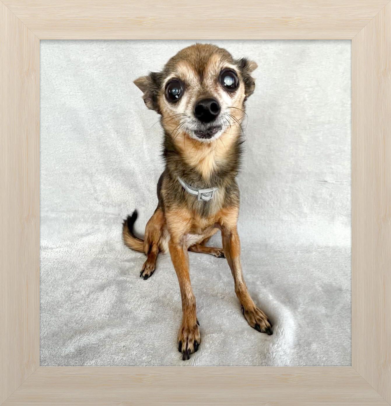 Ella Belle, ADOPTABLE, Senior Female Chihuahua.