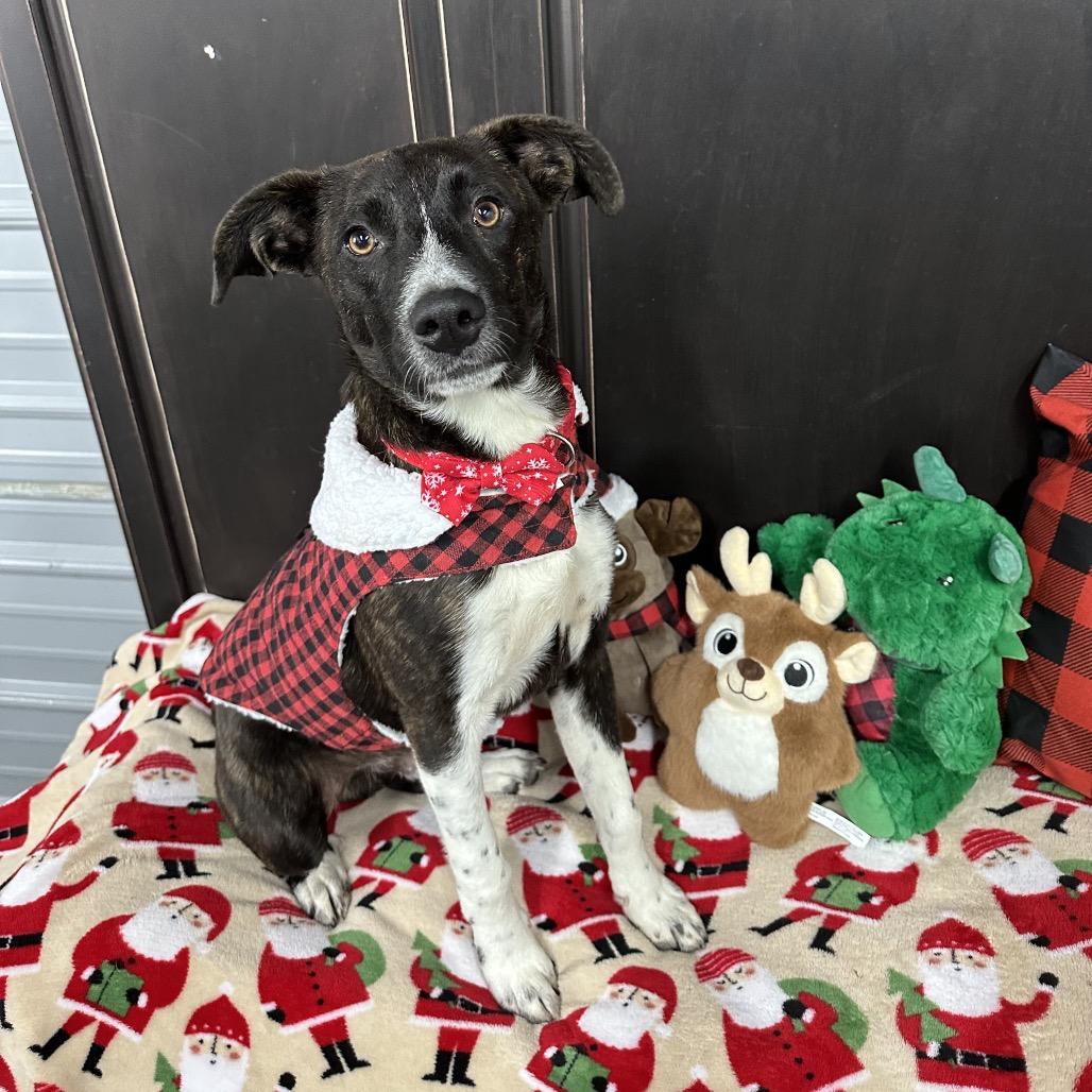 Enlarge Ronnie, a Adoptable Plott Hound in Princeton, KY image 1/1