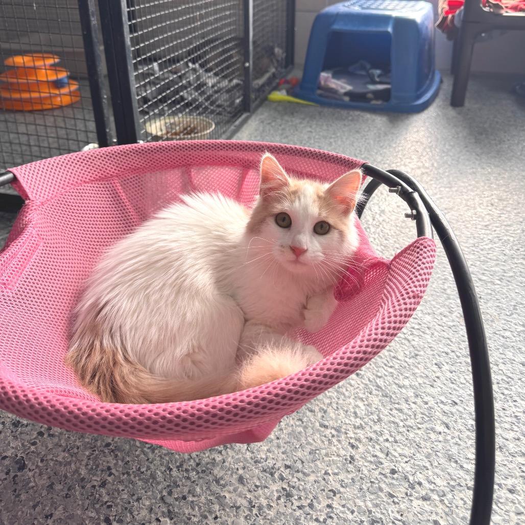 William, Adoptable, Young Male Domestic Short Hair.