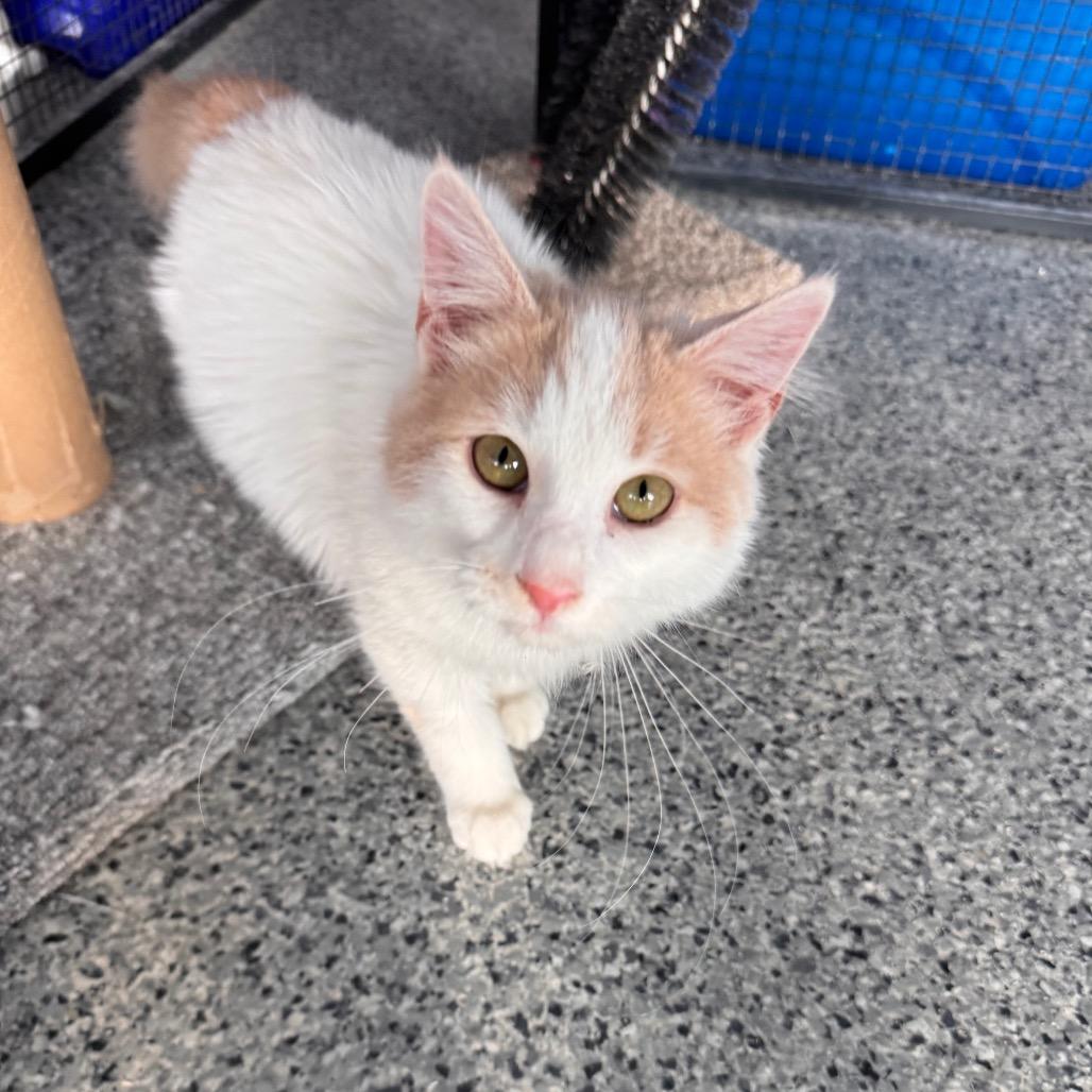 Enlarge William, a Adoptable Domestic Short Hair in Mondovi, WI image 2/4