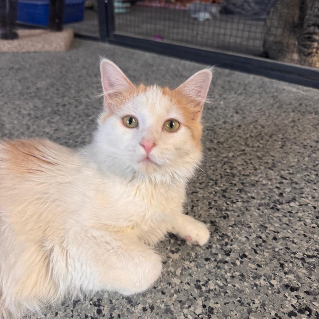 Enlarge William, a Adoptable Domestic Short Hair in Mondovi, WI image 3/4