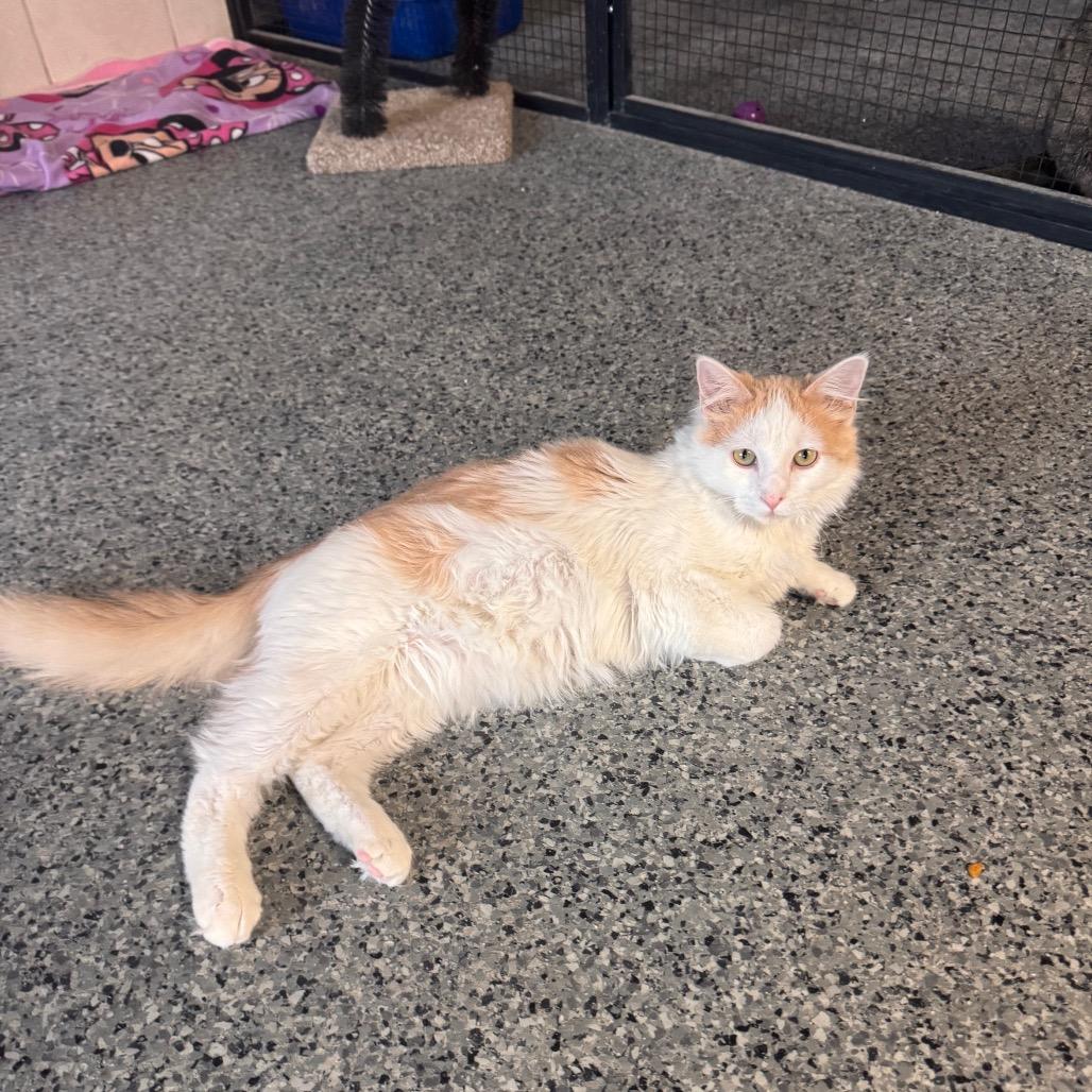 Enlarge William, a Adoptable Domestic Short Hair in Mondovi, WI image 4/4