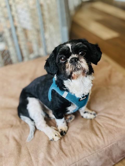 JUNIPER, a ADOPTABLE mixed breed in Alpharetta, GA image 1/6