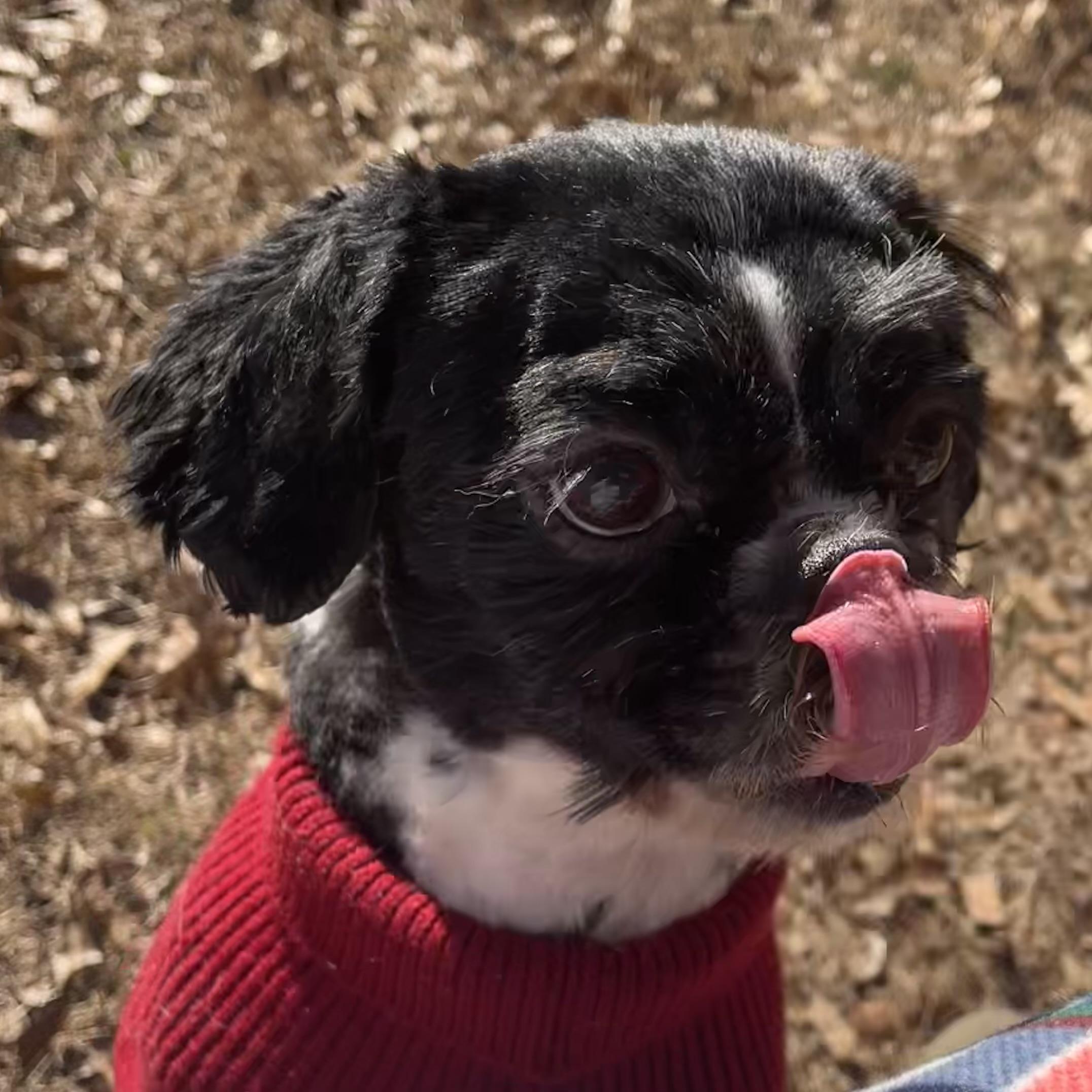 JUNIPER, a ADOPTABLE mixed breed in Alpharetta, GA image 2/6