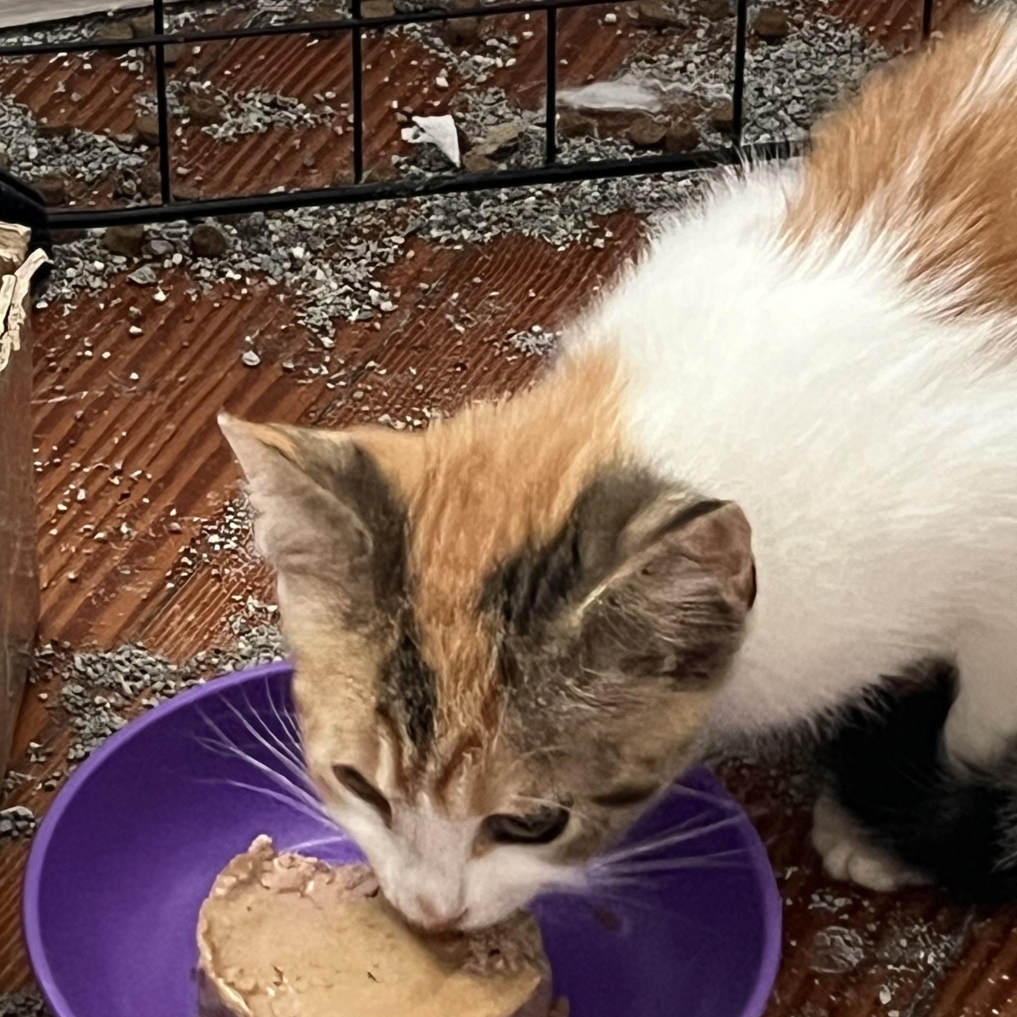 Bean, adopted, Kitten Female Calico.