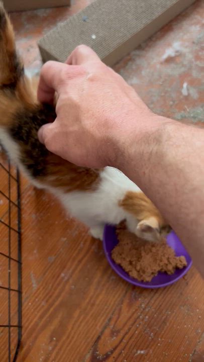 Enlarge Bean, an adopted Calico in Oriental, NC video 2/4