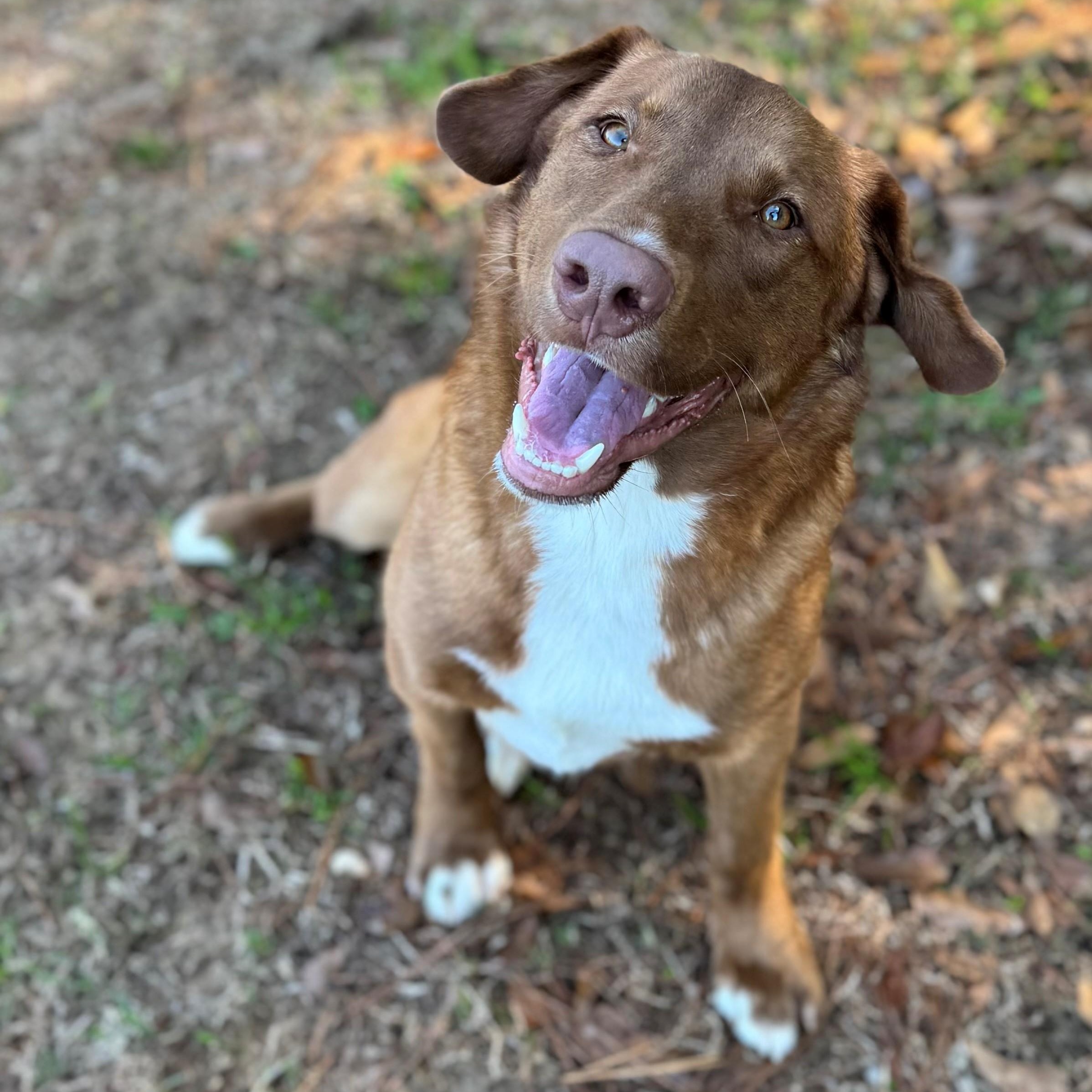 Enlarge Barker , a ADOPTABLE mixed breed in Summerdale, AL image 1/1
