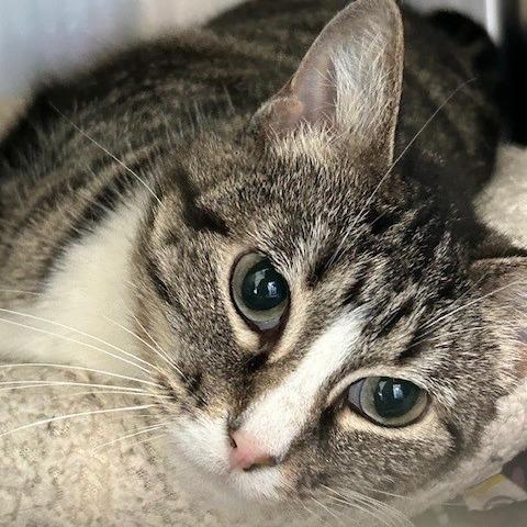 Itsy Bits, Adoptable, Senior Female American Shorthair.