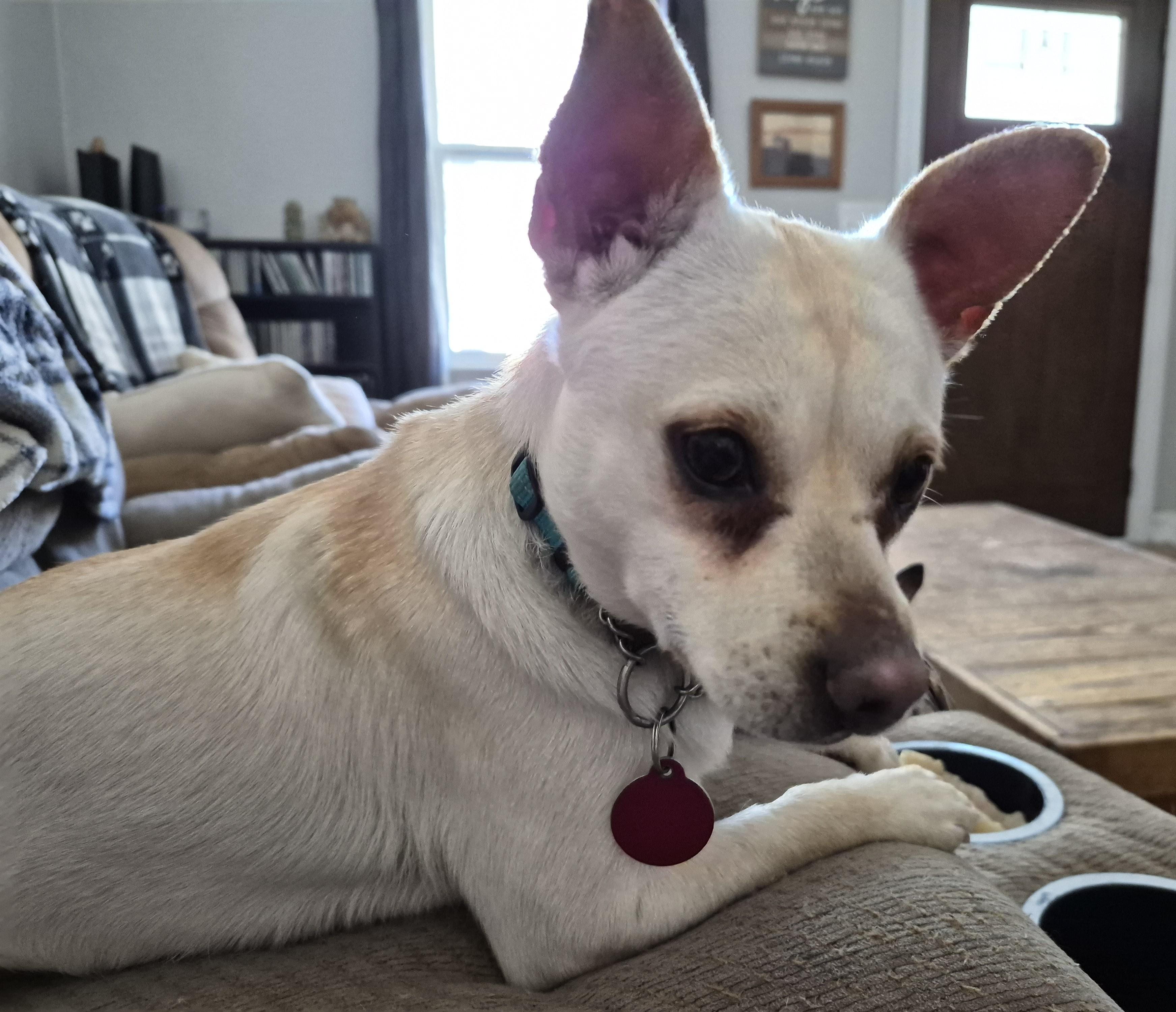 Enlarge Louise, a ADOPTABLE mixed breed in Sellersburg, IN image 6/6