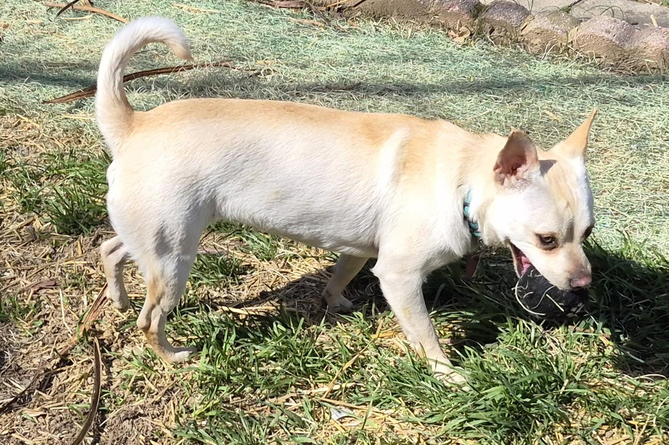 Enlarge Louise, a ADOPTABLE mixed breed in Sellersburg, IN image 4/6