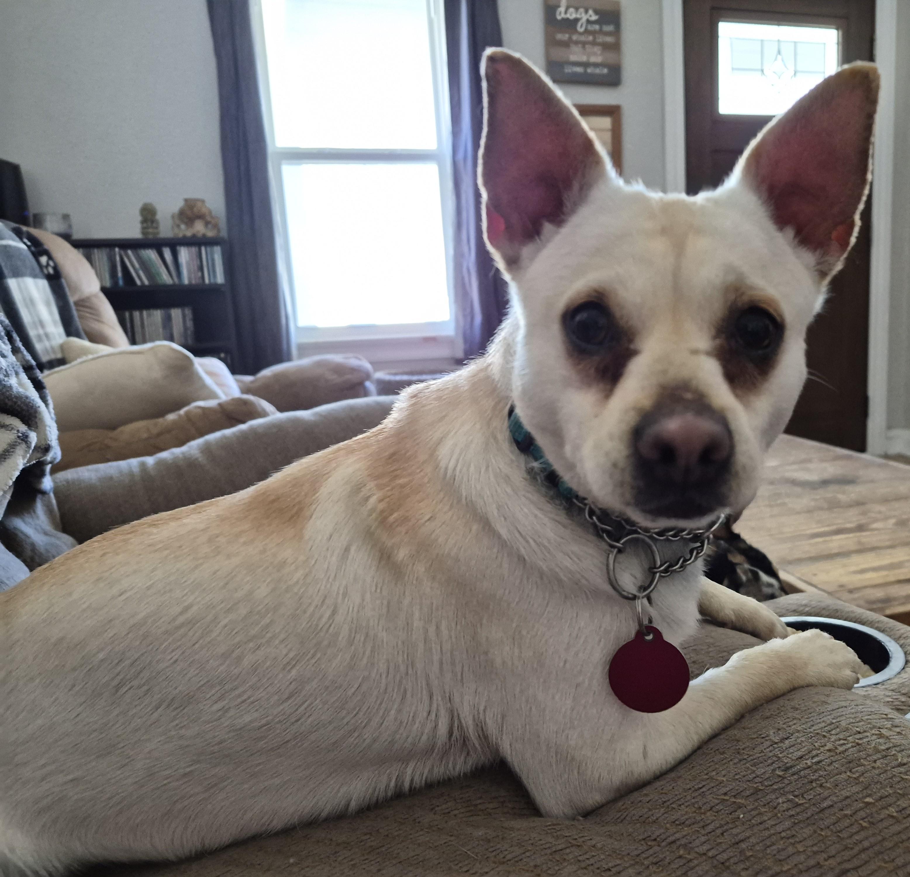 Enlarge Louise, a ADOPTABLE mixed breed in Sellersburg, IN image 5/6
