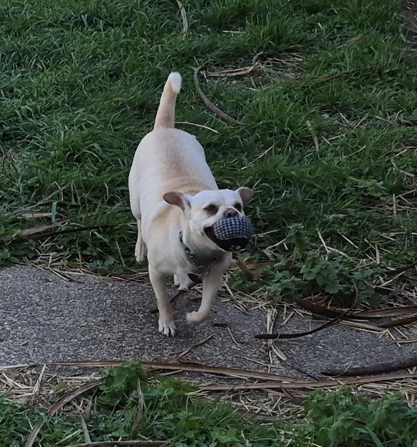 Enlarge Louise, a ADOPTABLE mixed breed in Sellersburg, IN image 2/6