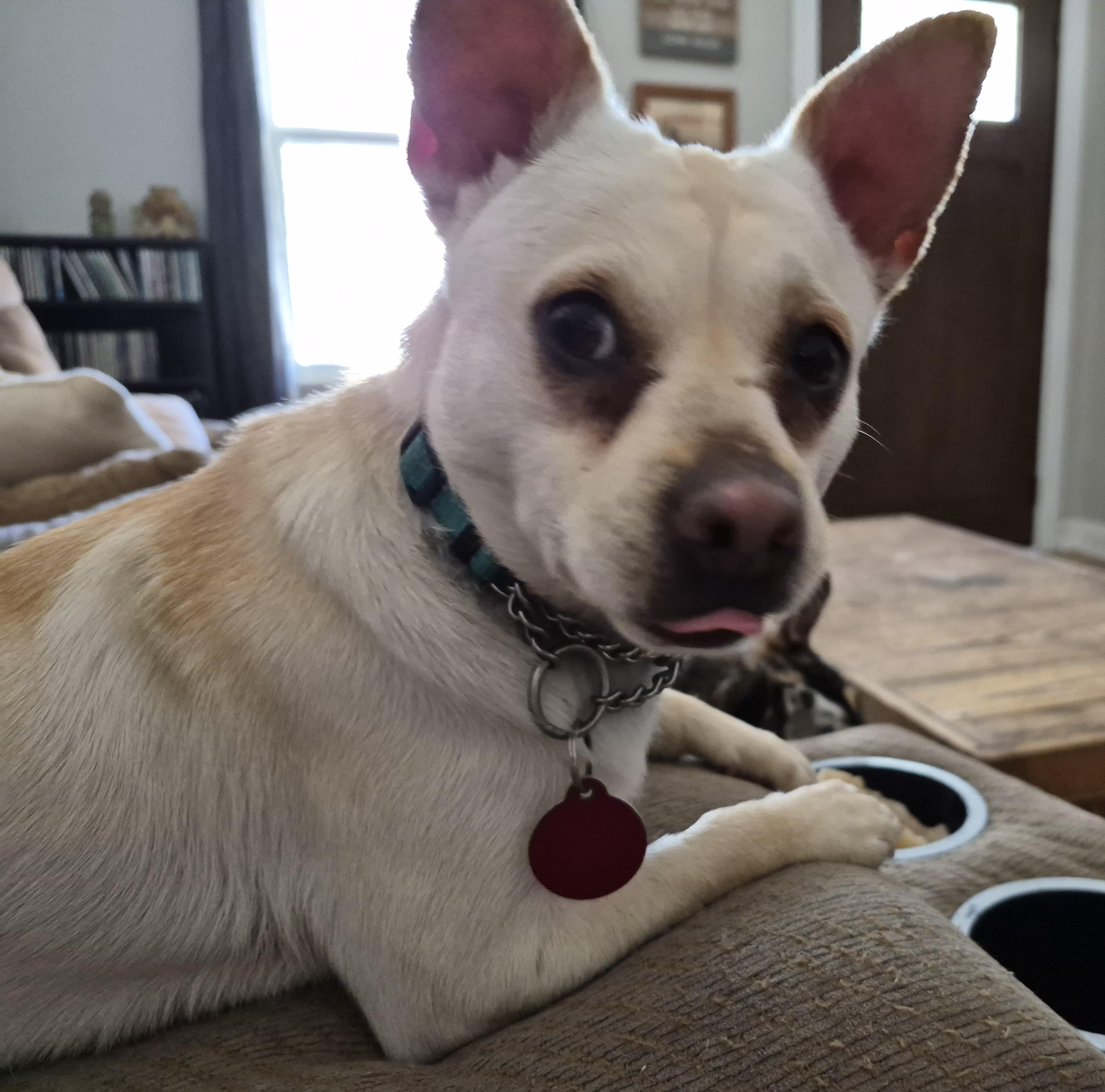Enlarge Louise, a ADOPTABLE mixed breed in Sellersburg, IN image 1/6