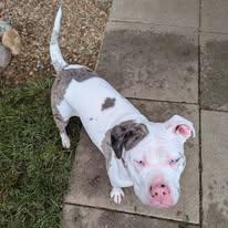 Mae, a ADOPTABLE Mixed Breed in Ontario, NY image 3/3