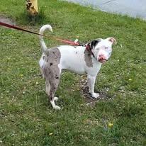 Mae, a ADOPTABLE Mixed Breed in Ontario, NY image 2/3