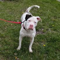 Mae, ADOPTABLE, Young Female Mixed Breed.