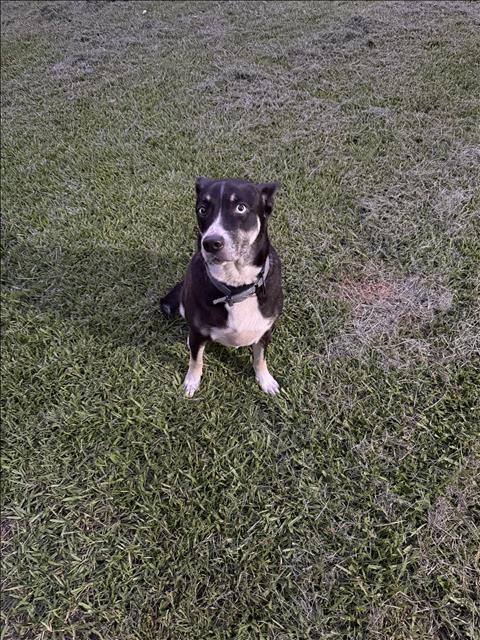 RUBY, Adoptable, Adult Female Labrador Retriever.