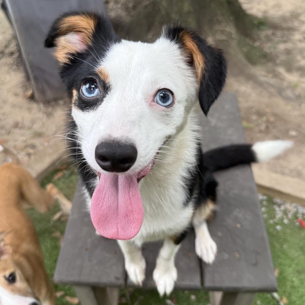 Mina, Adoptable, Young Female Australian Shepherd & Mixed Breed.