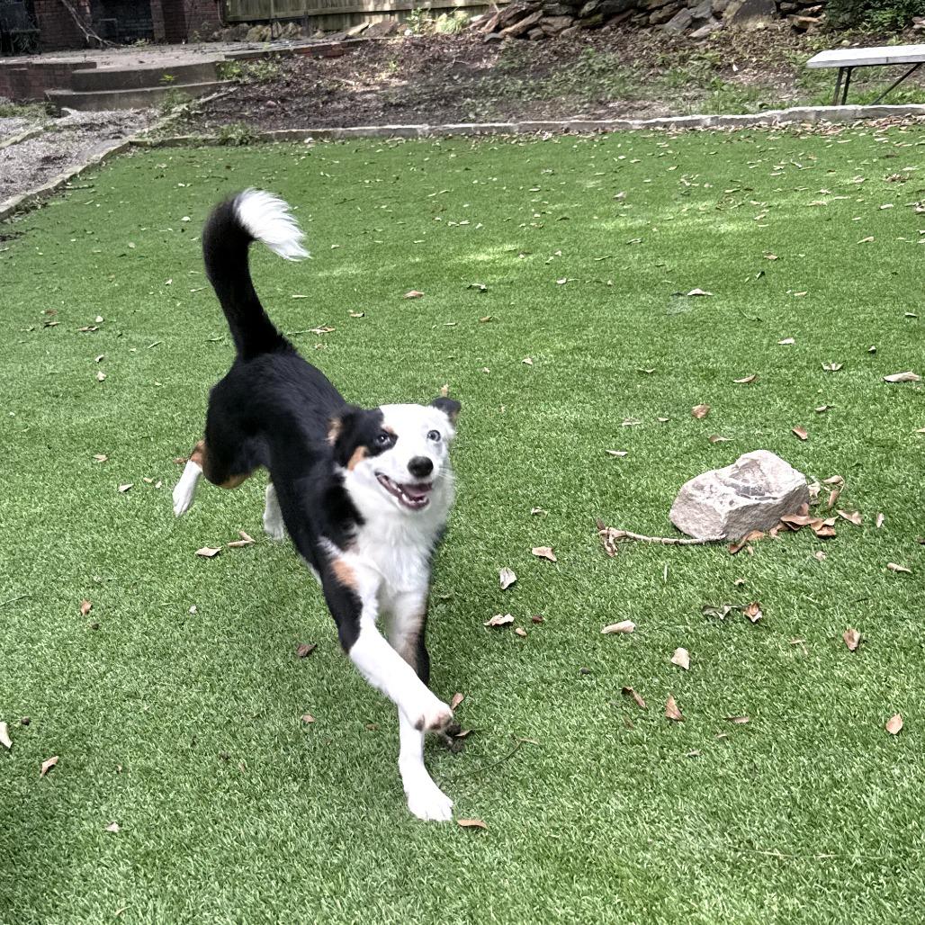 Enlarge Mina, a Adoptable mixed breed in Bessemer, AL image 3/6