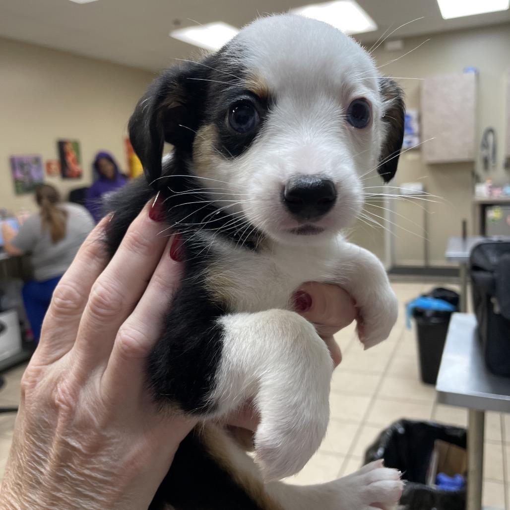 Enlarge Mina, a Adoptable mixed breed in Bessemer, AL image 4/6