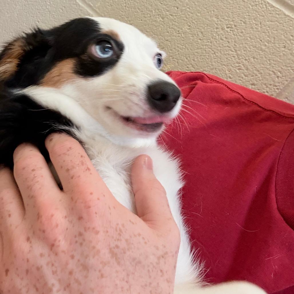 Enlarge Mina, a Adoptable mixed breed in Bessemer, AL image 5/6
