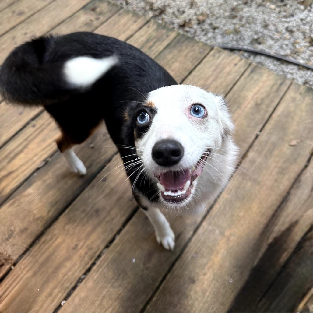 Enlarge Mina, a Adoptable mixed breed in Bessemer, AL image 6/6