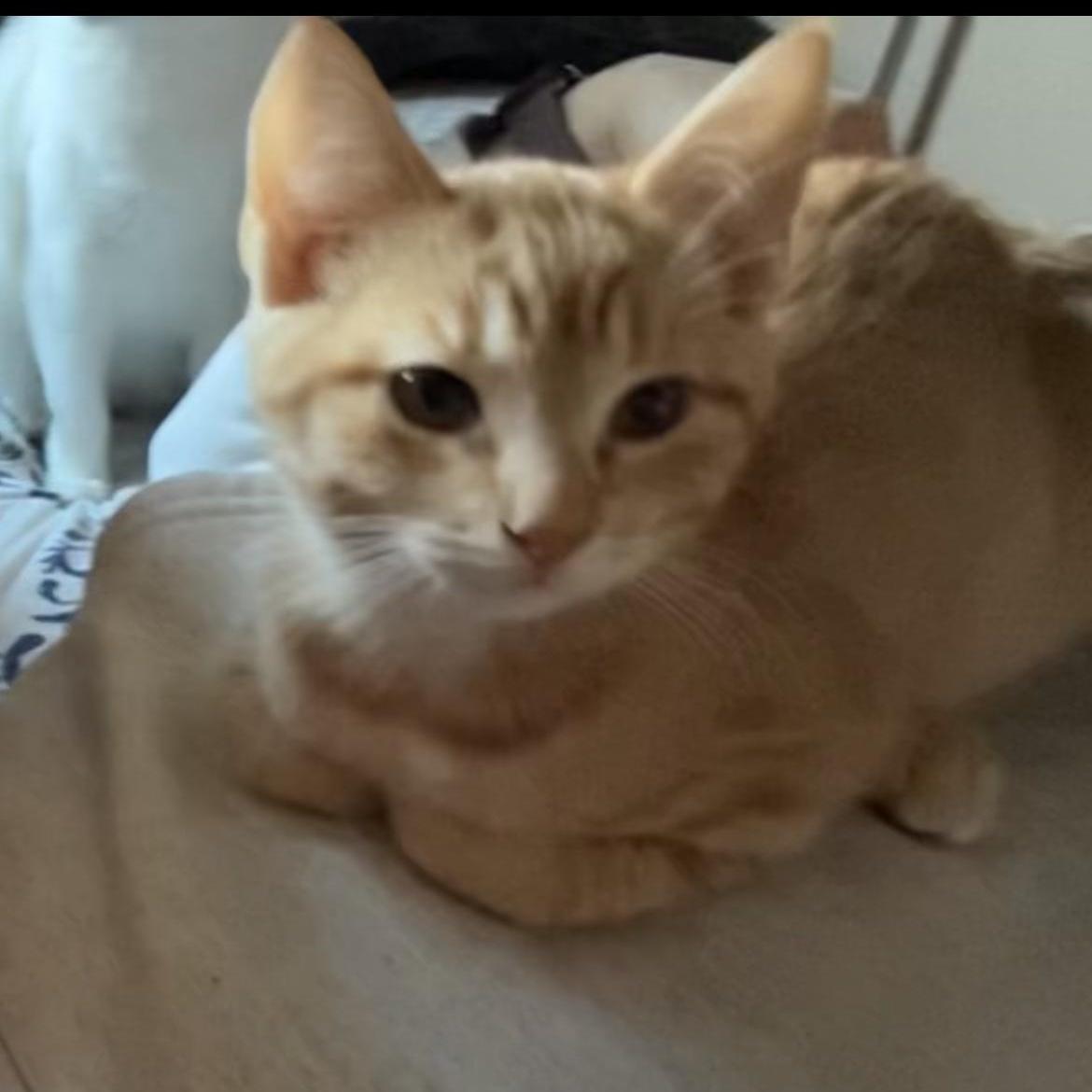 Bob, Adoptable, Young Male Domestic Short Hair.