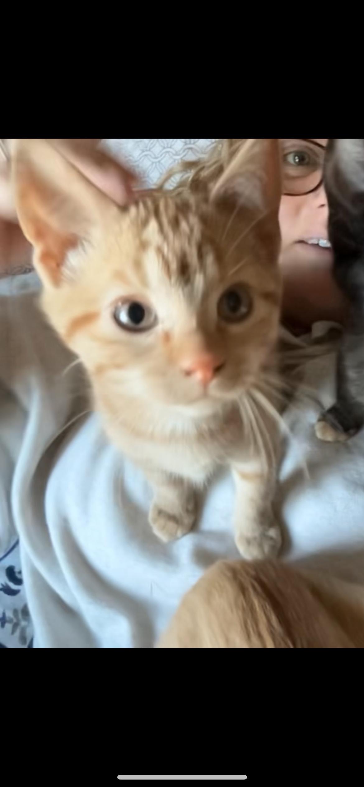 Bob, ADOPTABLE, Kitten Male Domestic Short Hair.