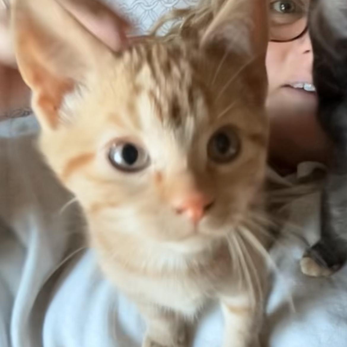 Enlarge Bob, a ADOPTABLE Domestic Short Hair in Rice, MN image 3/5