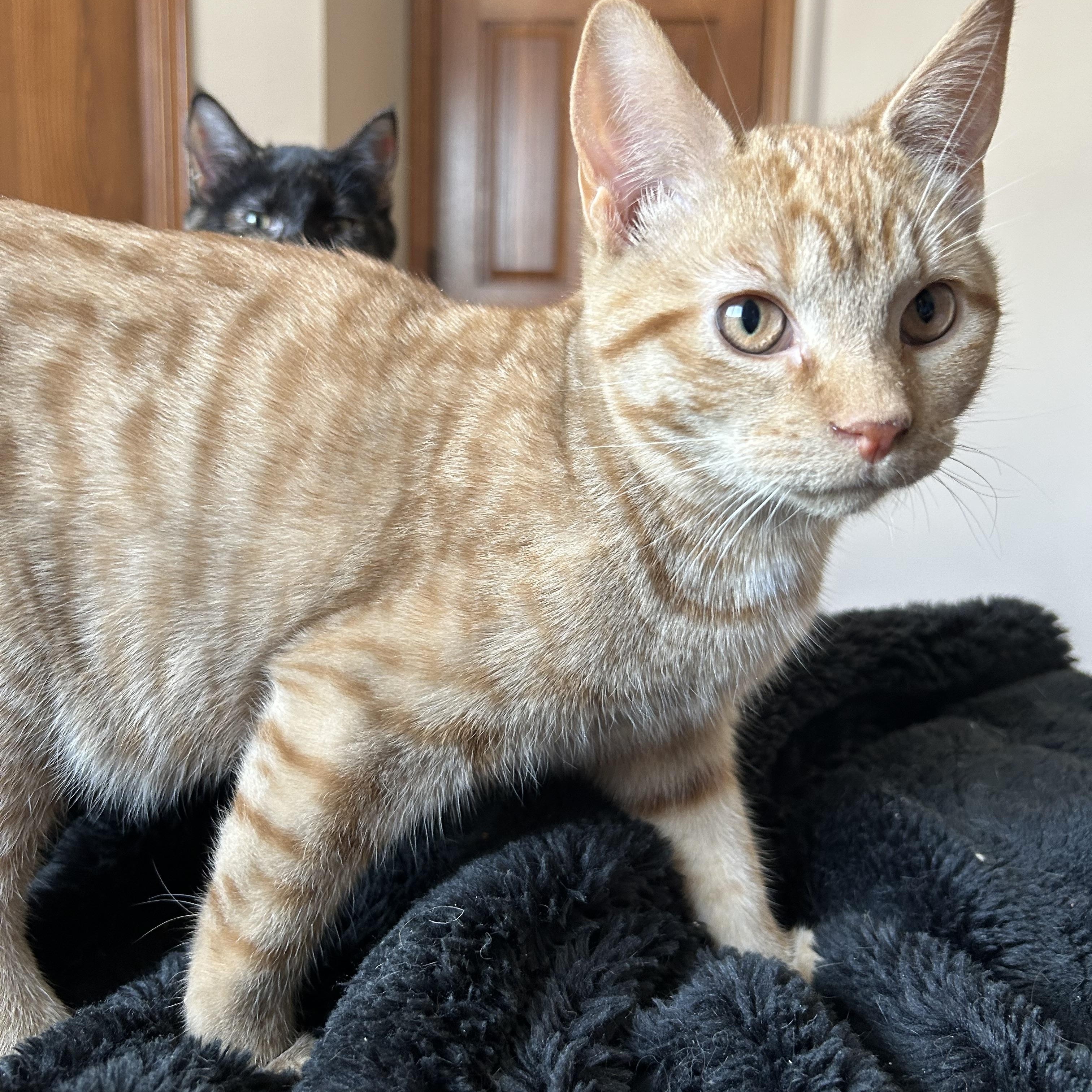 Enlarge Bob, a ADOPTABLE Domestic Short Hair in Rice, MN image 1/5