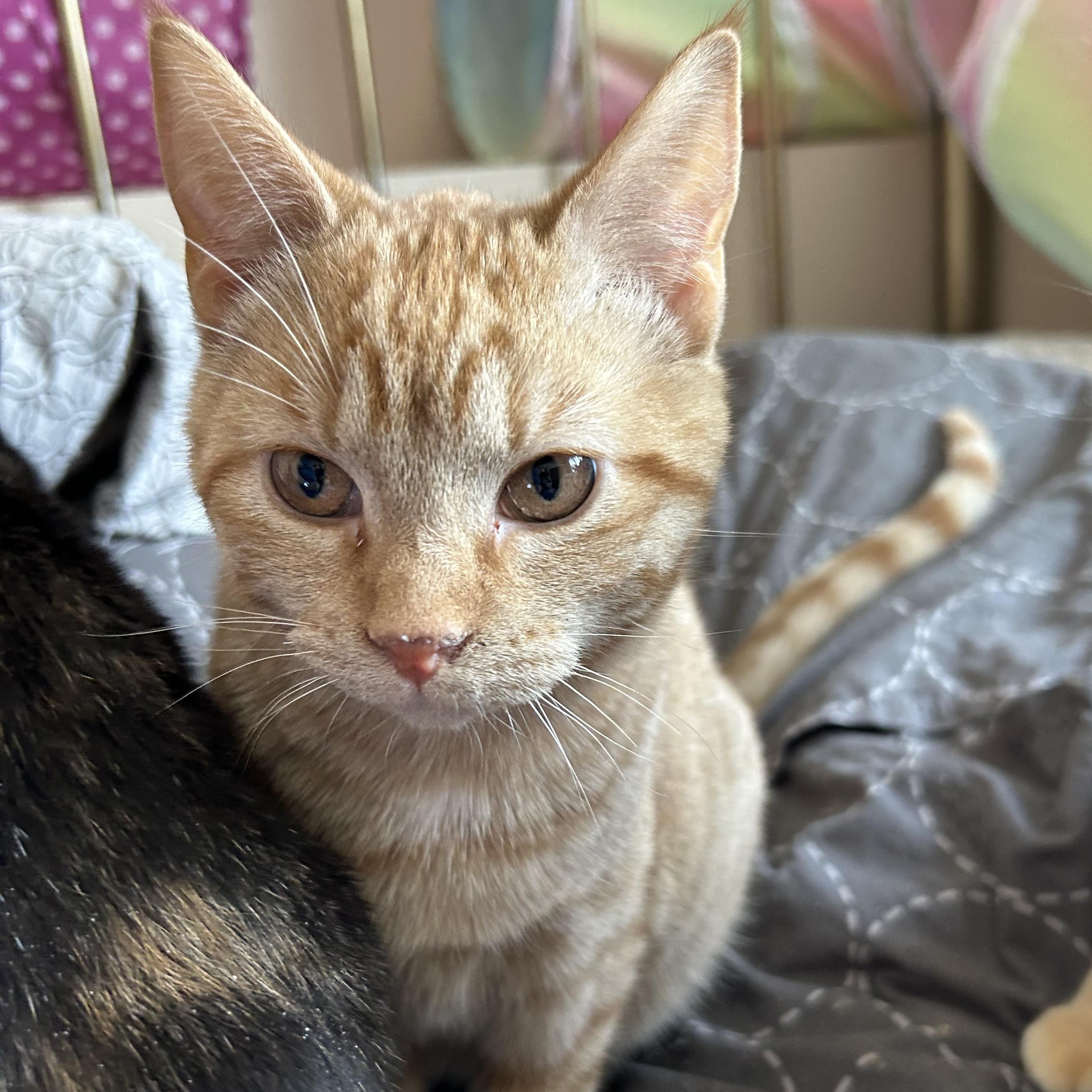 Enlarge Bob, a ADOPTABLE Domestic Short Hair in Rice, MN image 2/5