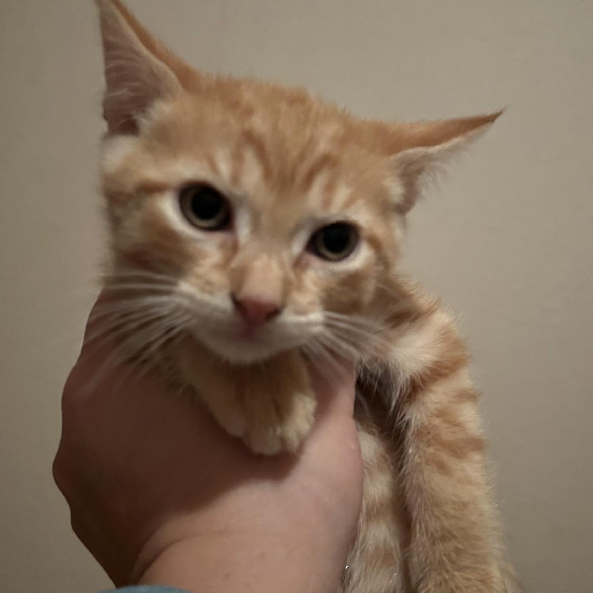 Enlarge Bob, a ADOPTABLE Domestic Short Hair in Rice, MN image 4/5
