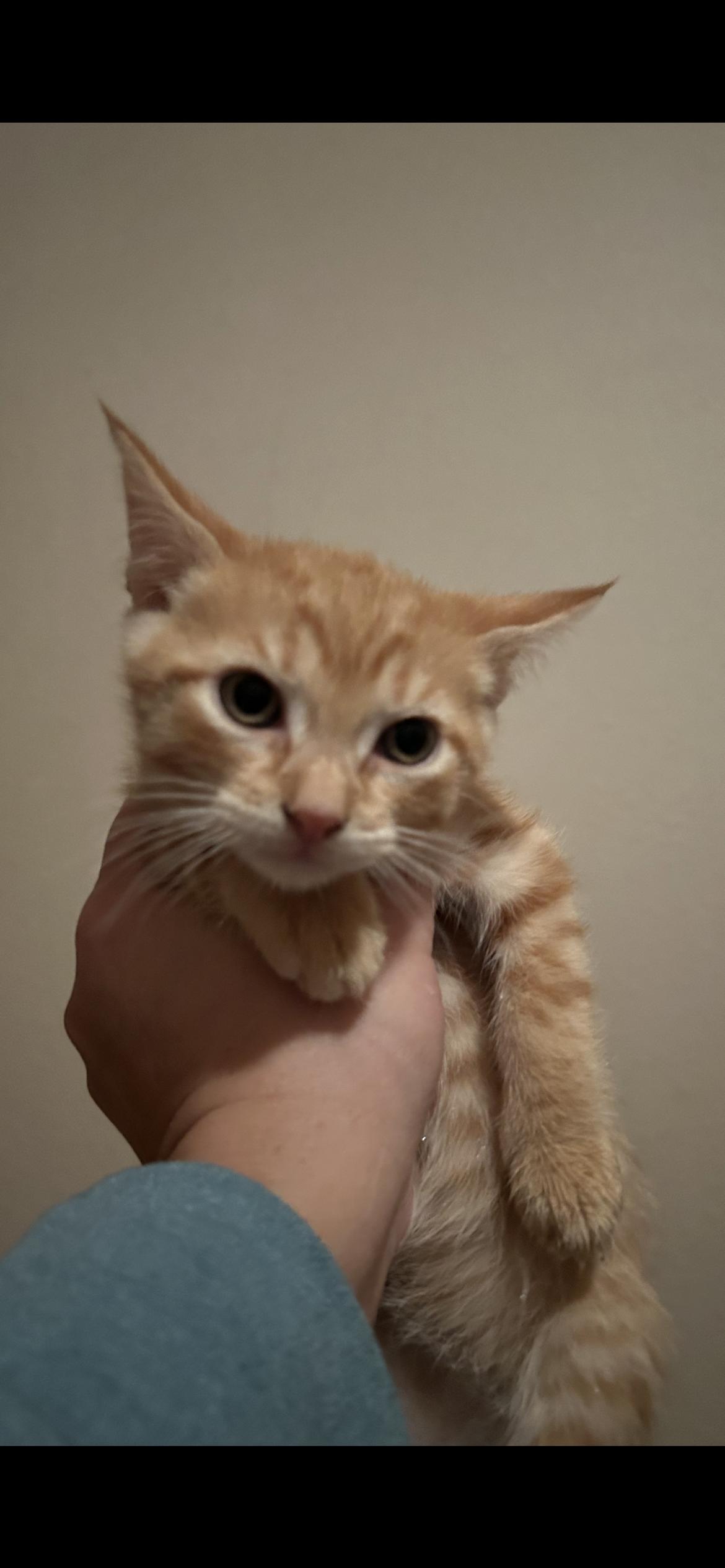 Bob, a ADOPTABLE Domestic Short Hair in Rice, MN image 2/3