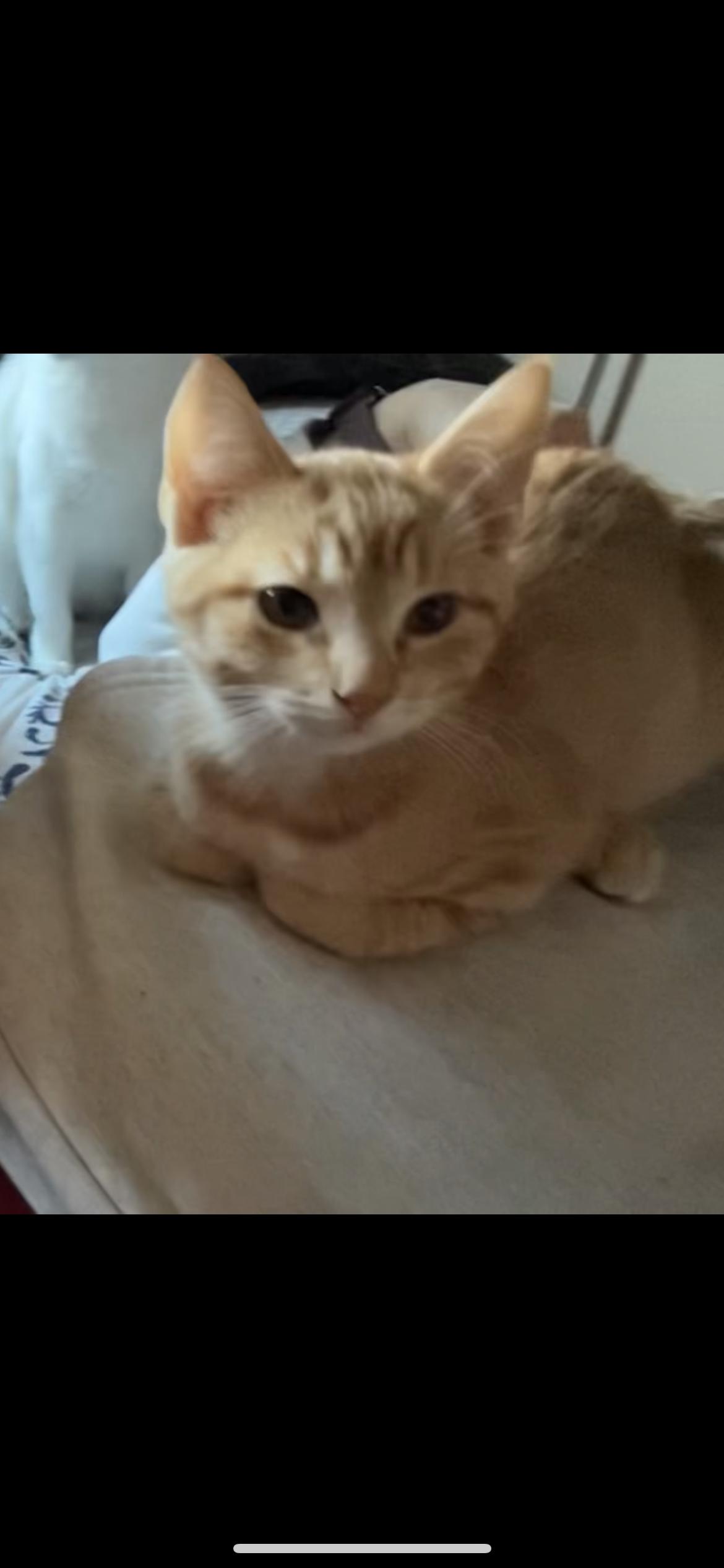 Bob, a ADOPTABLE Domestic Short Hair in Rice, MN image 3/3