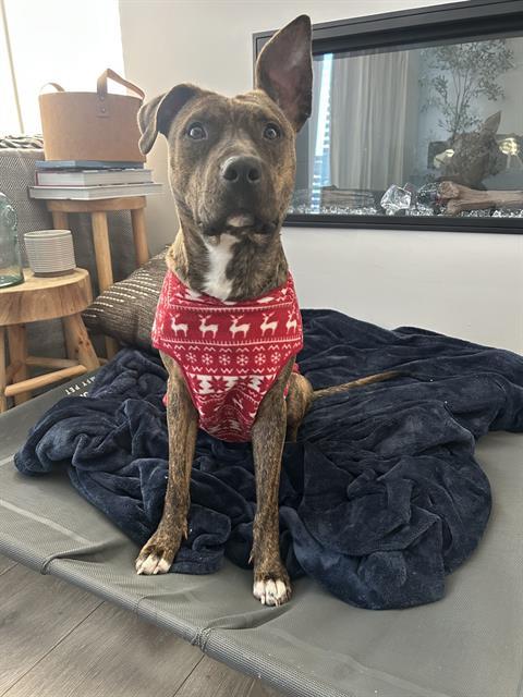 Enlarge MAMA STORMY, a Adoptable American Staffordshire Terrier in Charlotte, NC image 1/1