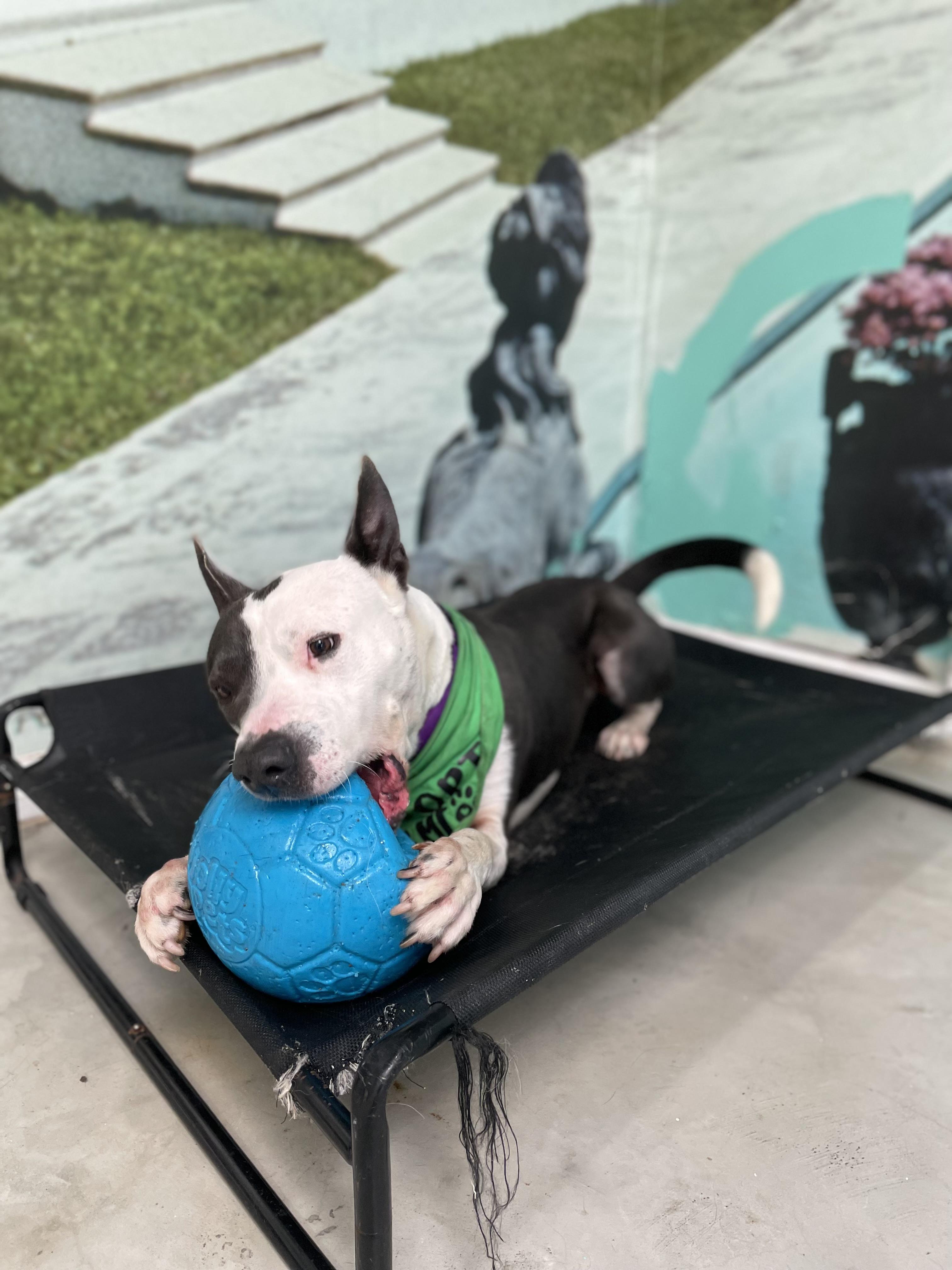 Enlarge Coco, a Adoptable mixed breed in Van nuys , CA image 3/5