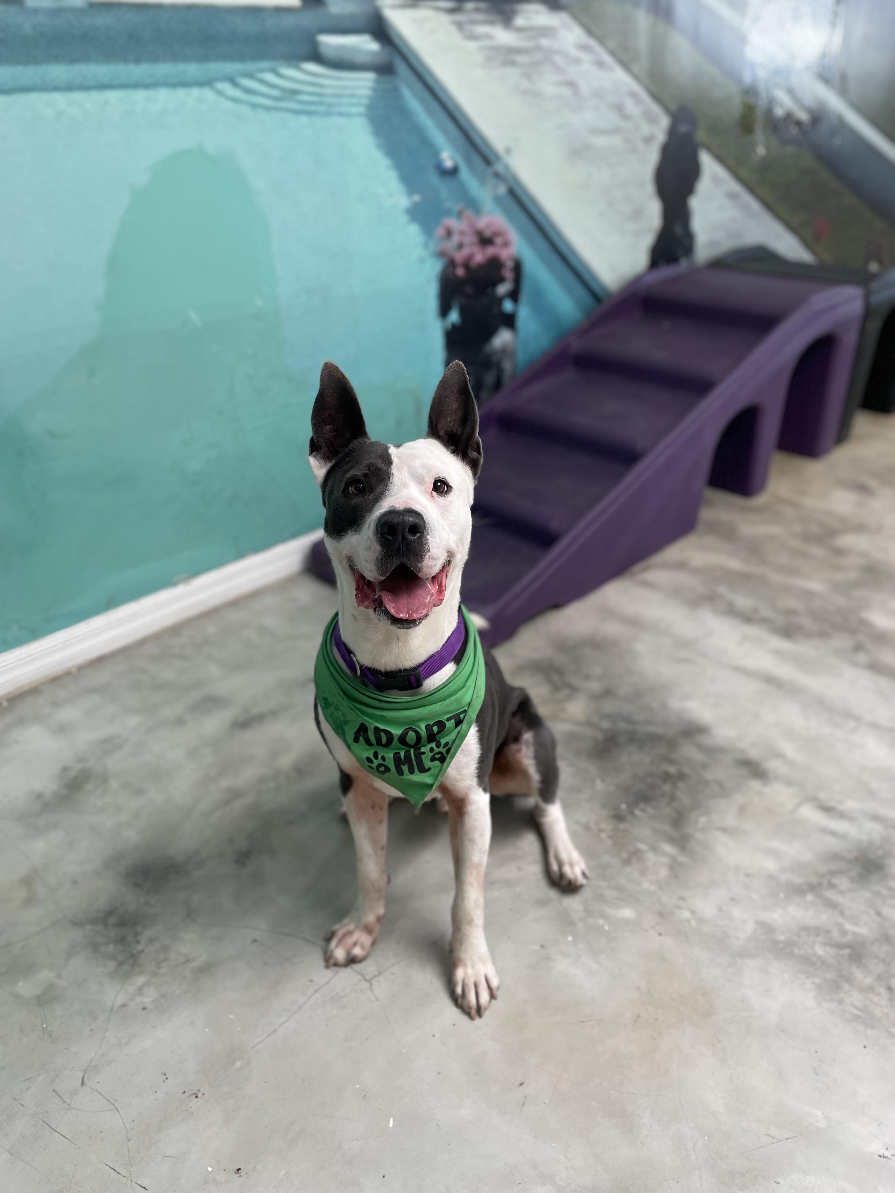 Enlarge Coco, a Adoptable mixed breed in Van nuys , CA image 4/5