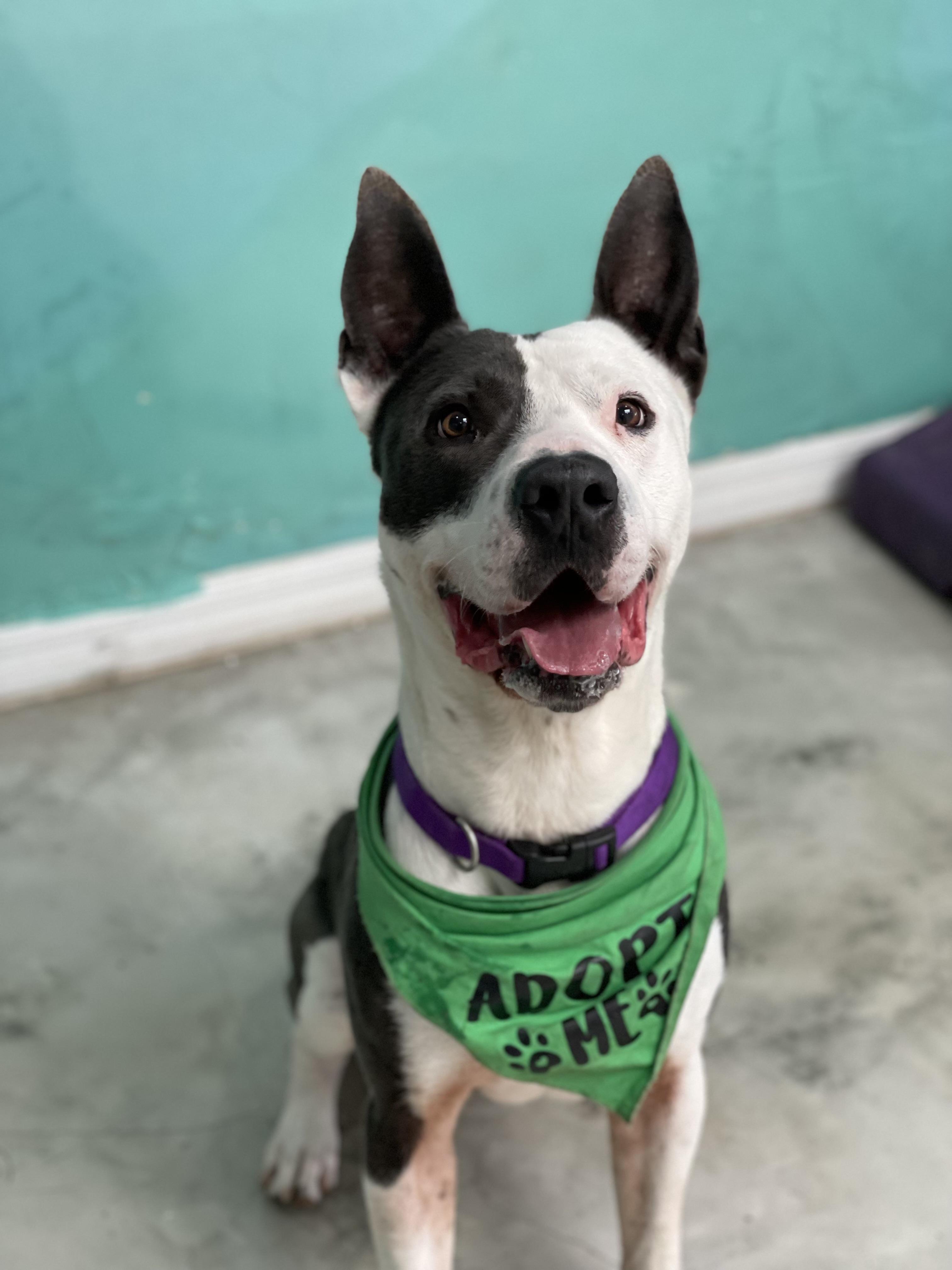 Coco, Adoptable, Adult Male Pit Bull Terrier.