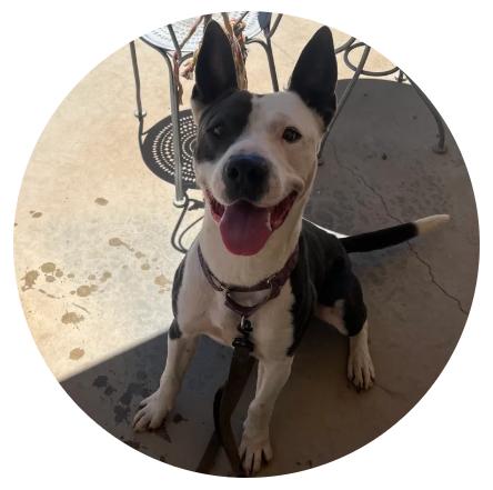 Enlarge Coco, a Adoptable mixed breed in Van nuys , CA image 1/1