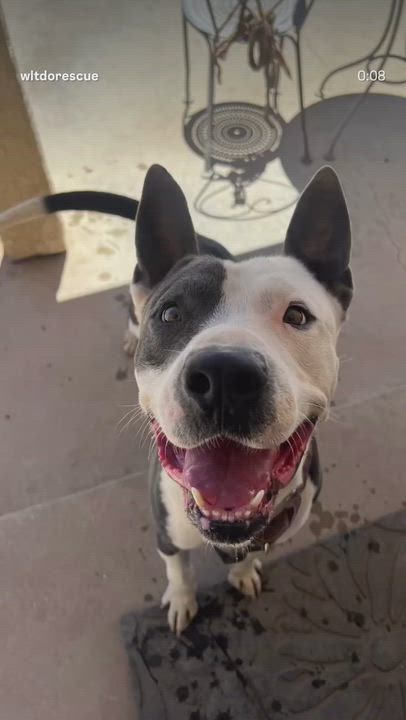 Enlarge Coco, a Adoptable mixed breed in Van nuys , CA video 5/5