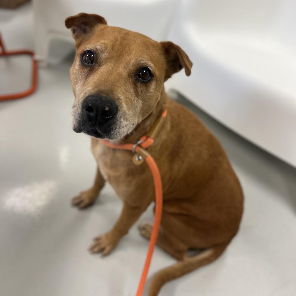 Carmen, Adoptable, Senior Female Shepherd & Mixed Breed.