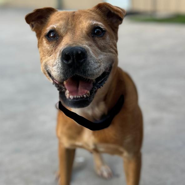 Enlarge Carmen, a Adoptable mixed breed in Houston, TX image 2/2