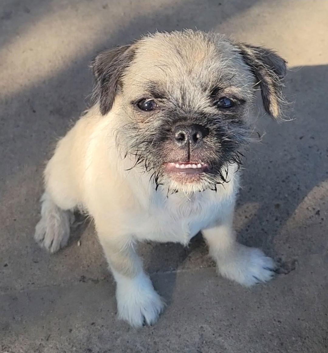 Pistachio, Adopted, Young Female Pug & Terrier.