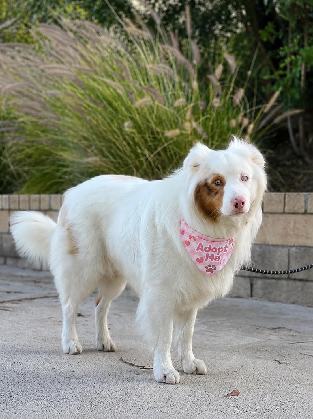 Max, ADOPTABLE, Young Male Australian Shepherd & Great Pyrenees.