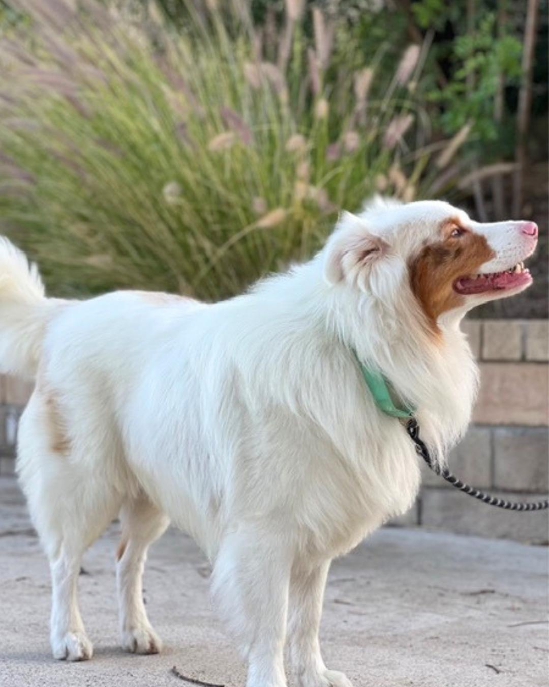 Max, a ADOPTABLE mixed breed in Valley Village, CA image 5/6