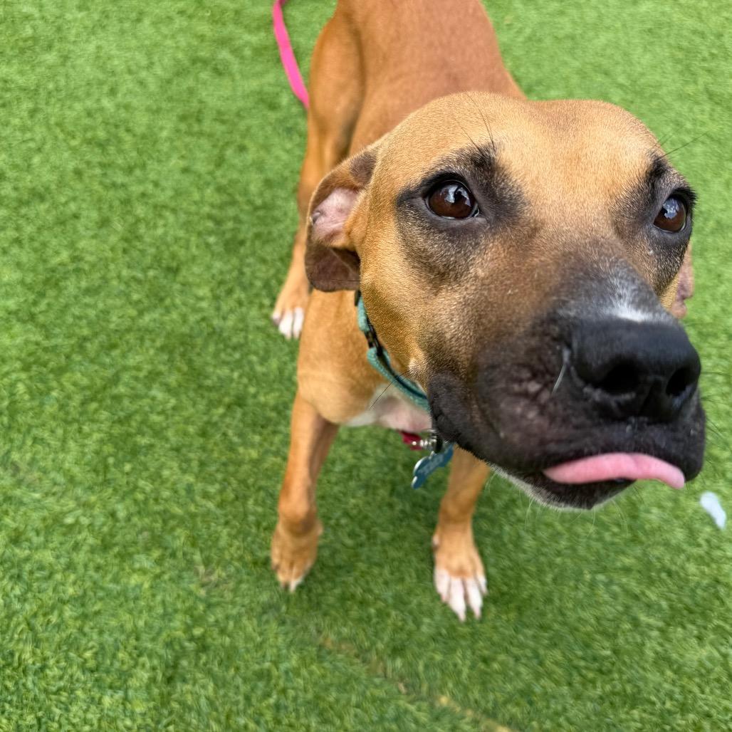 Pancakey, Adoptable, Adult Female Mixed Breed.