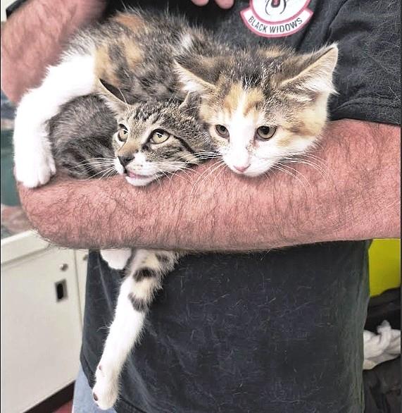 Enlarge Prema, a ADOPTABLE Torbie in Salt Lake City, UT image 2/3