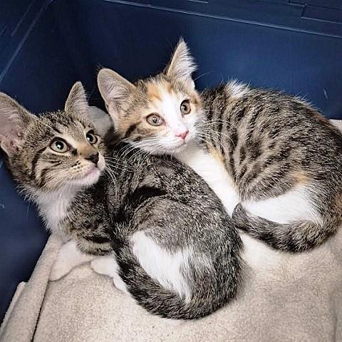 Prema, ADOPTABLE, Kitten Male Torbie.