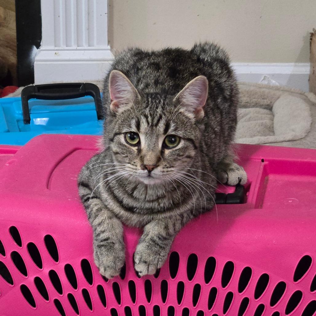 Enlarge Bashful, a Adoptable Domestic Short Hair in Greenville, NC image 1/4